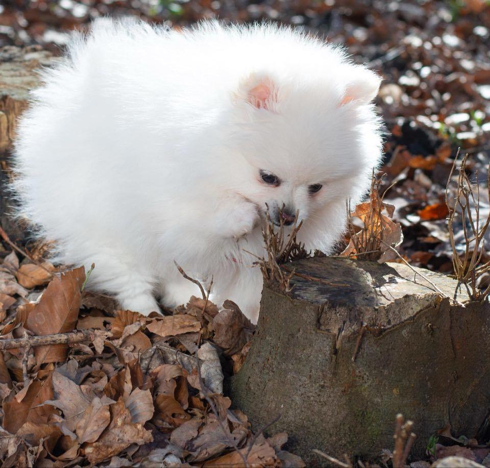 Pomeranian High Fly Abigail billede 1