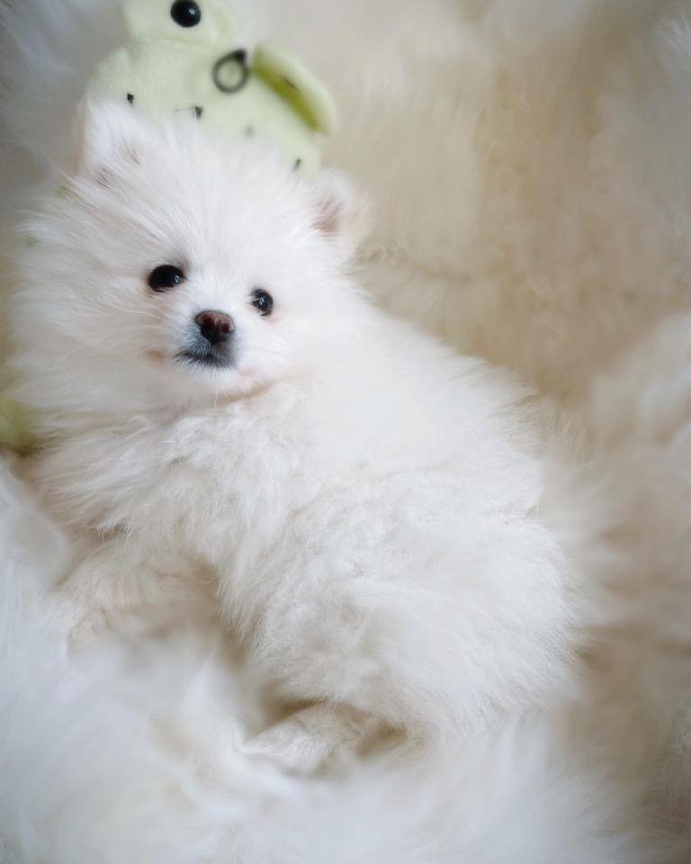 Pomeranian High Fly Abigail billede 2