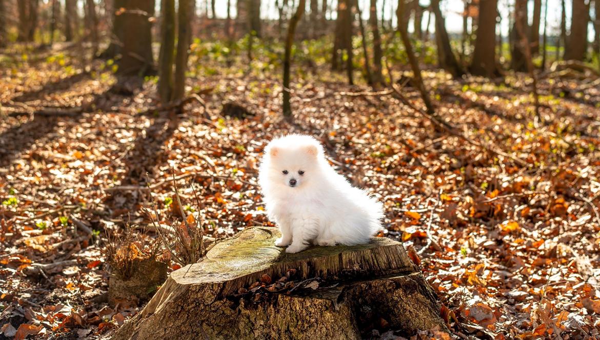 Pomeranian High Fly Abigail billede 4