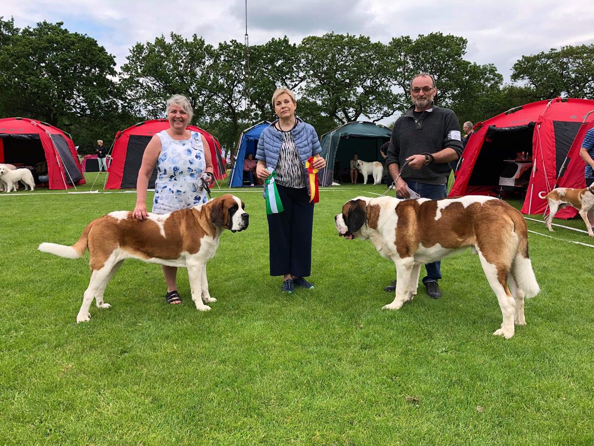 Sankt bernhardshund Power Bears Beautiful Bobby  billede 2