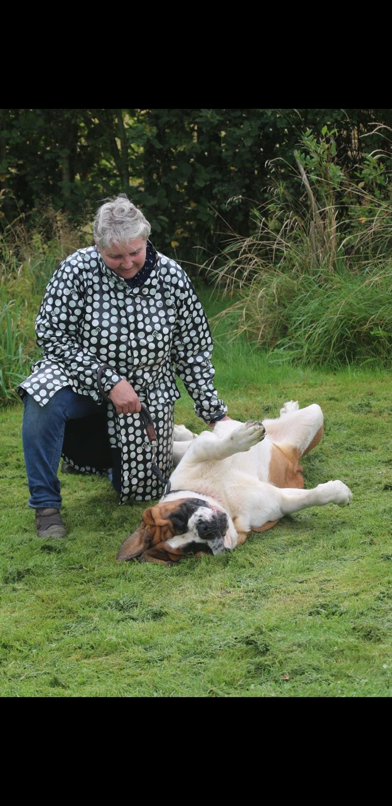 Sankt bernhardshund Albechoise Issues in Idaho  billede 3