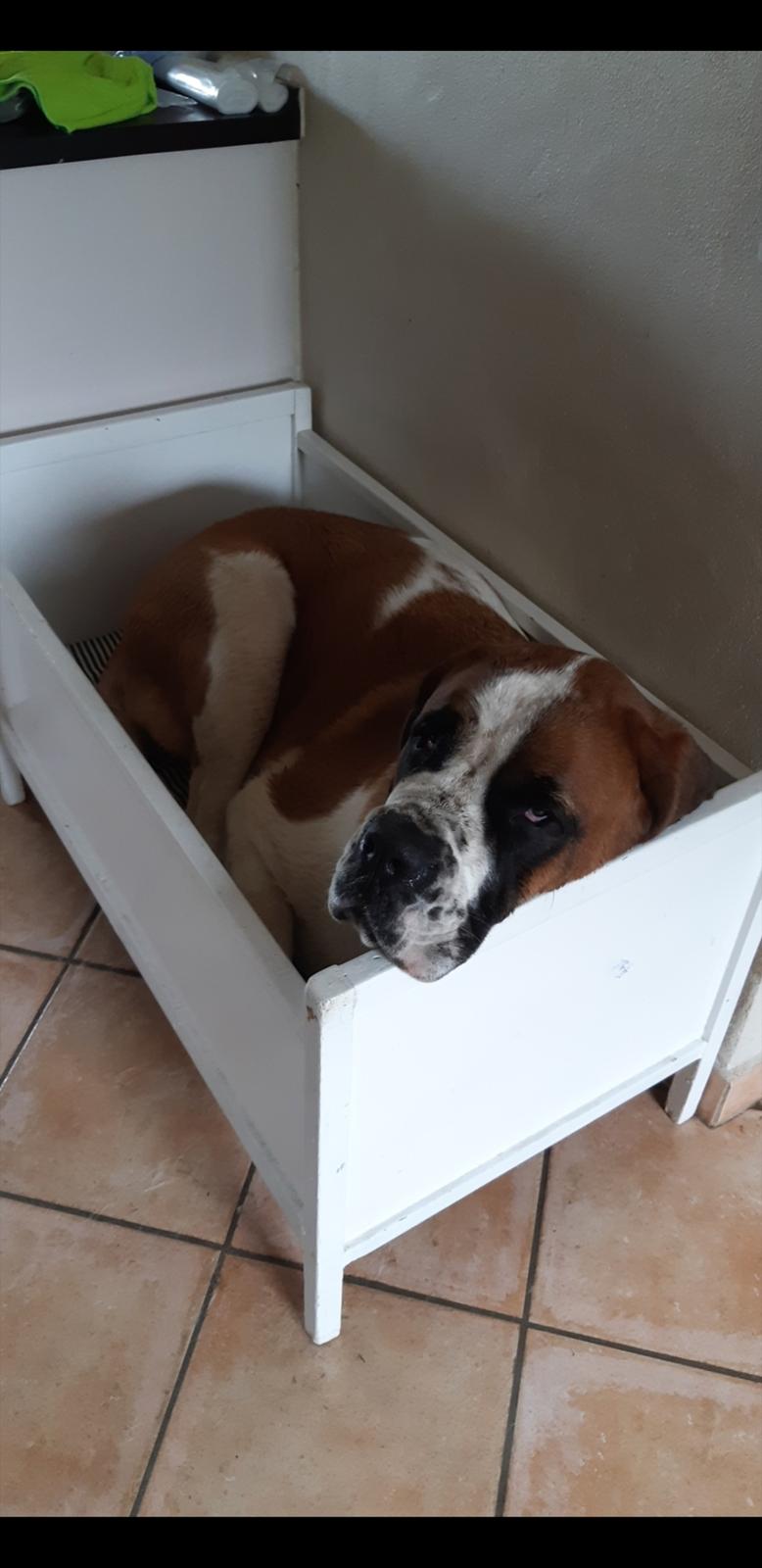 Sankt bernhardshund Albechoise Issues in Idaho  billede 4