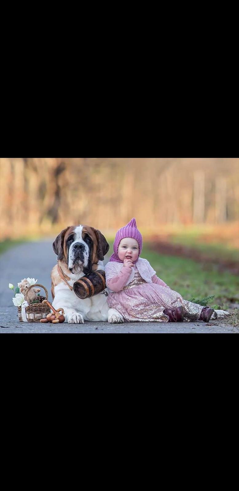 Sankt bernhardshund Albechoise Issues in Idaho  billede 5