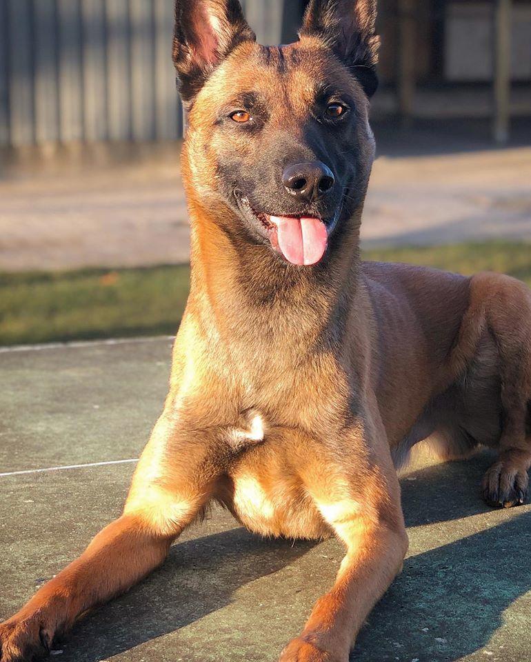 Malinois Jigsaw Clever Fox (Ouzo) billede 9