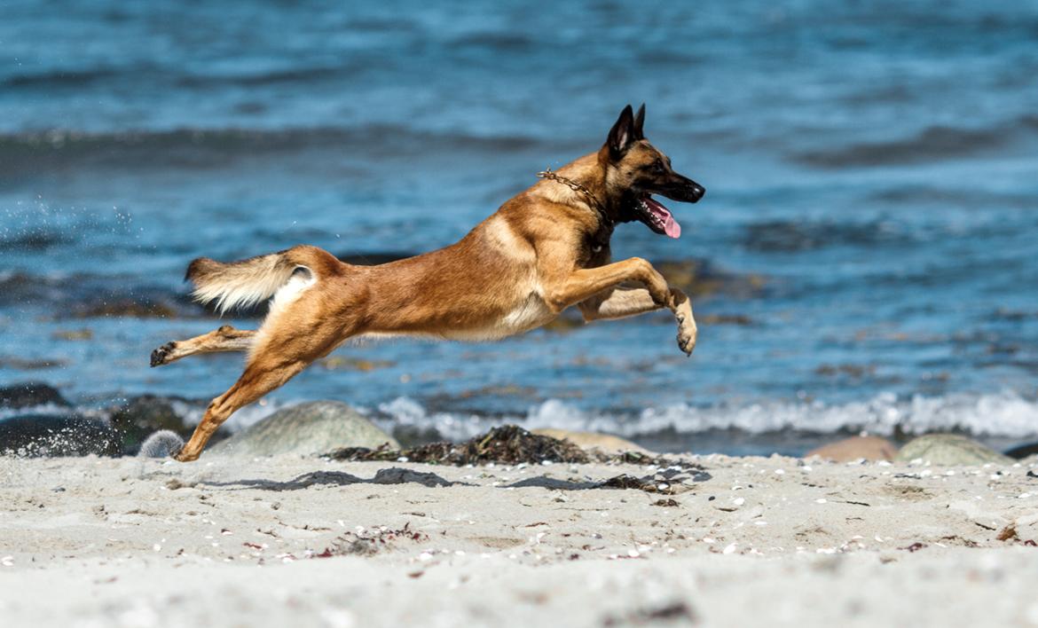 Malinois Jigsaw Clever Fox (Ouzo) billede 1