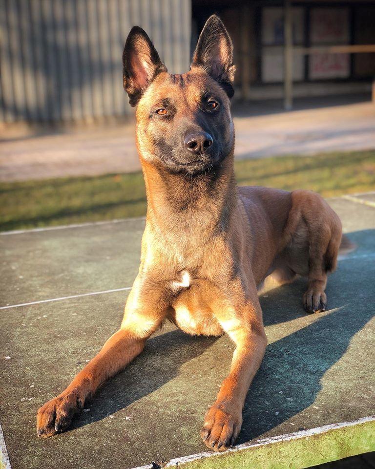 Malinois Jigsaw Clever Fox (Ouzo) billede 13