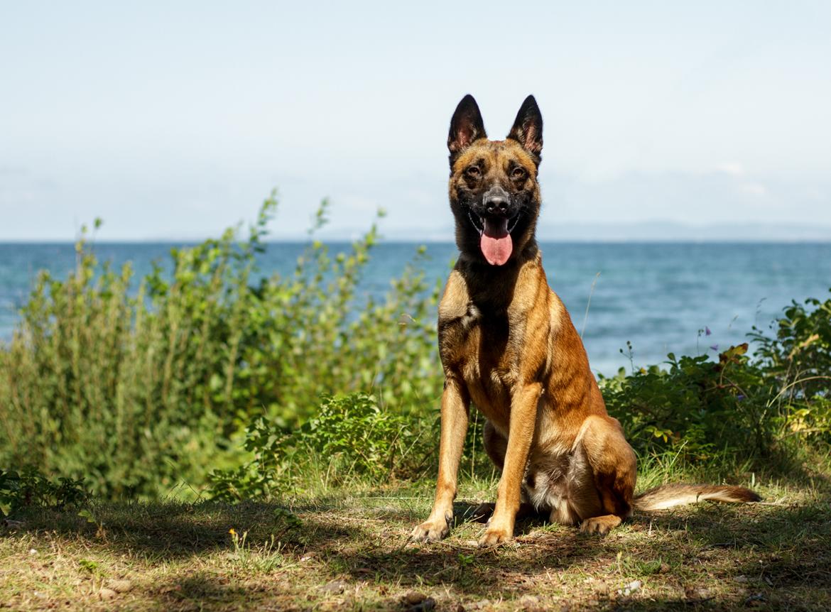 Malinois Jigsaw Clever Fox (Ouzo) billede 14