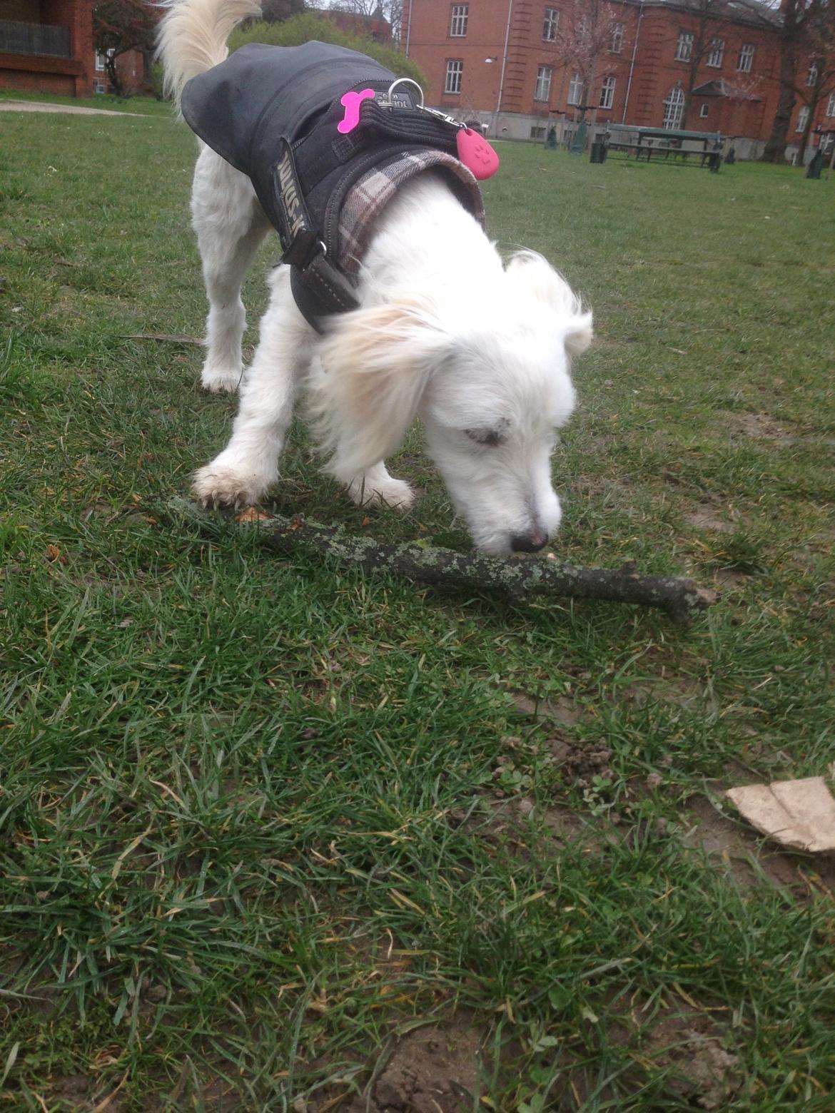 Blanding af racer Luna billede 12