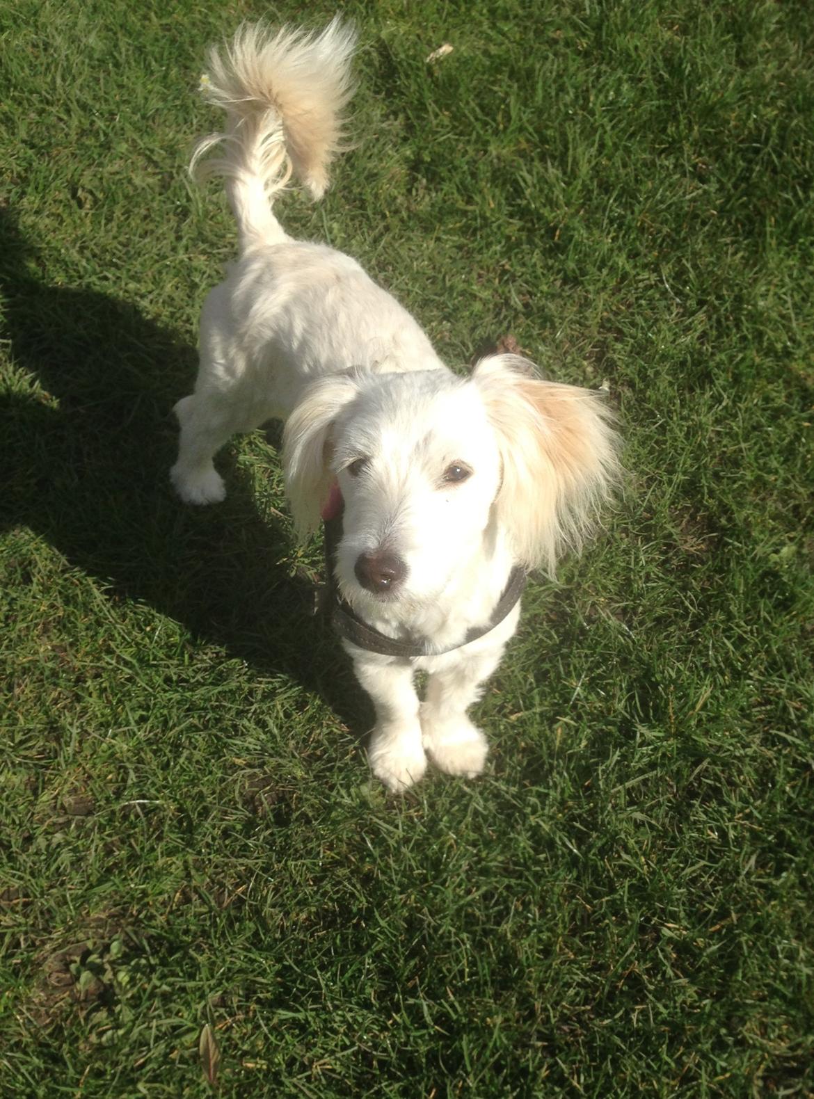 Blanding af racer Luna billede 13