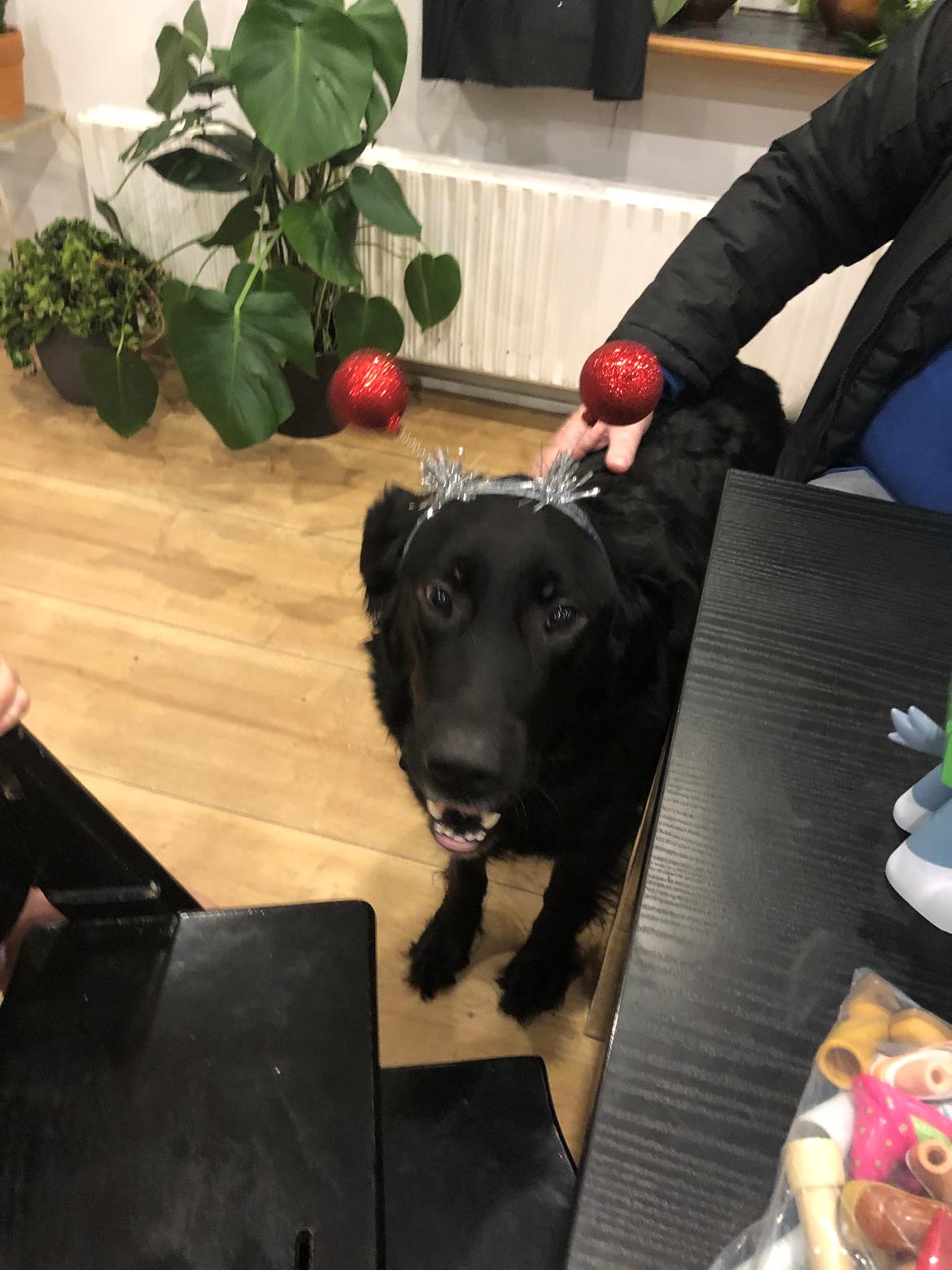 Blanding af racer Bentley billede 15