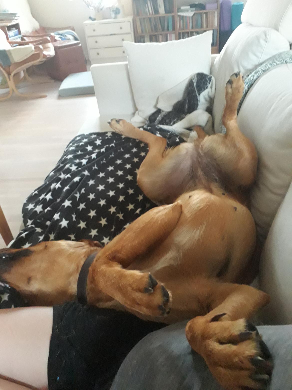 Blanding af racer Carla billede 4