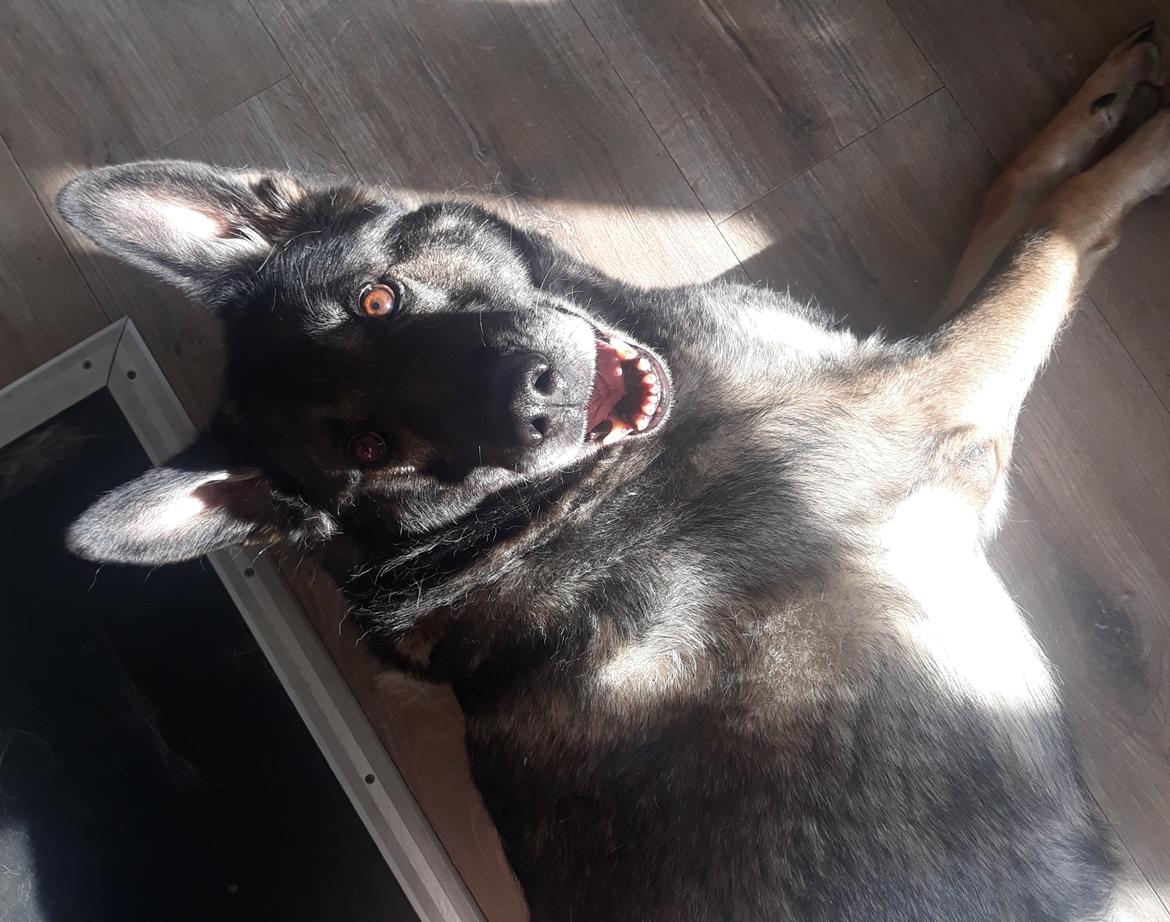 Schæferhund Sportshund Gipsi. (Gipsi). billede 1