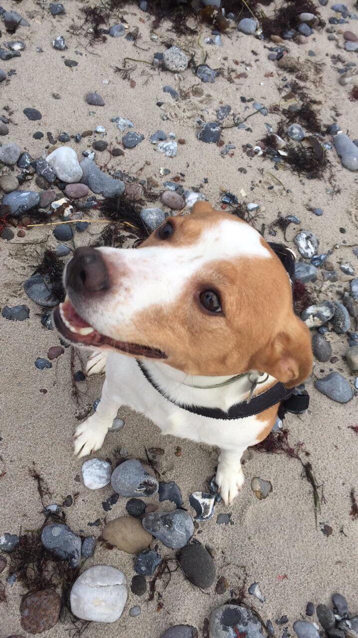 Dansk svensk gaardhund Snif billede 1