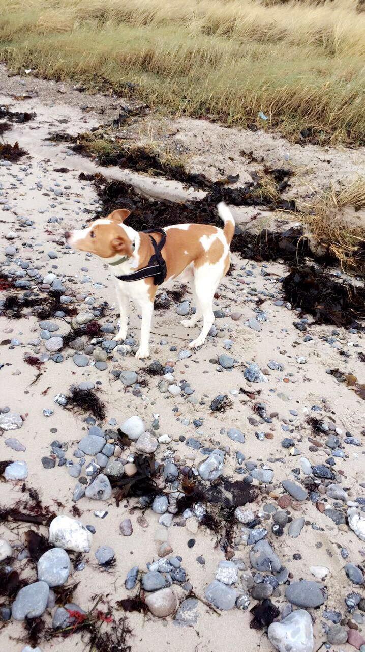 Dansk svensk gaardhund Snif billede 2