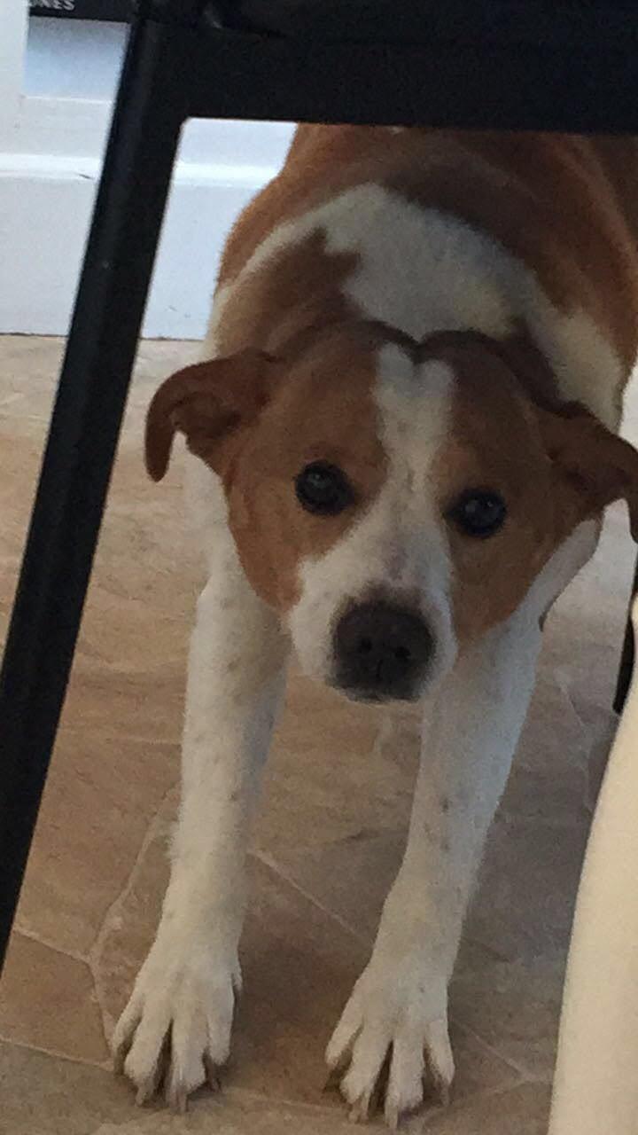 Dansk svensk gaardhund Snif billede 3