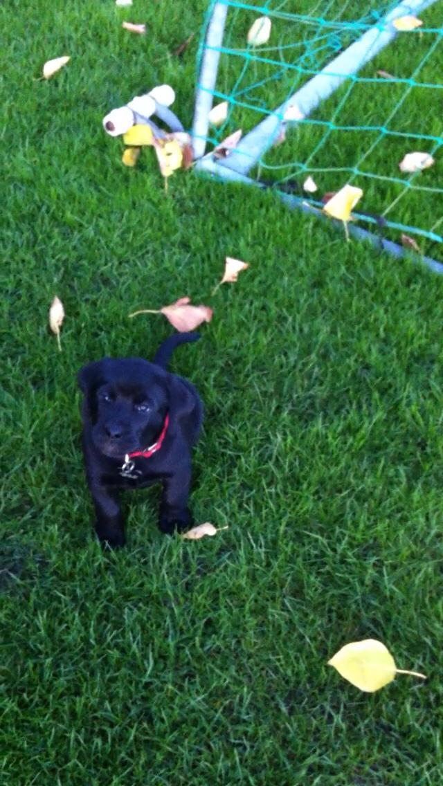 Olde english bulldogge Sativa billede 4