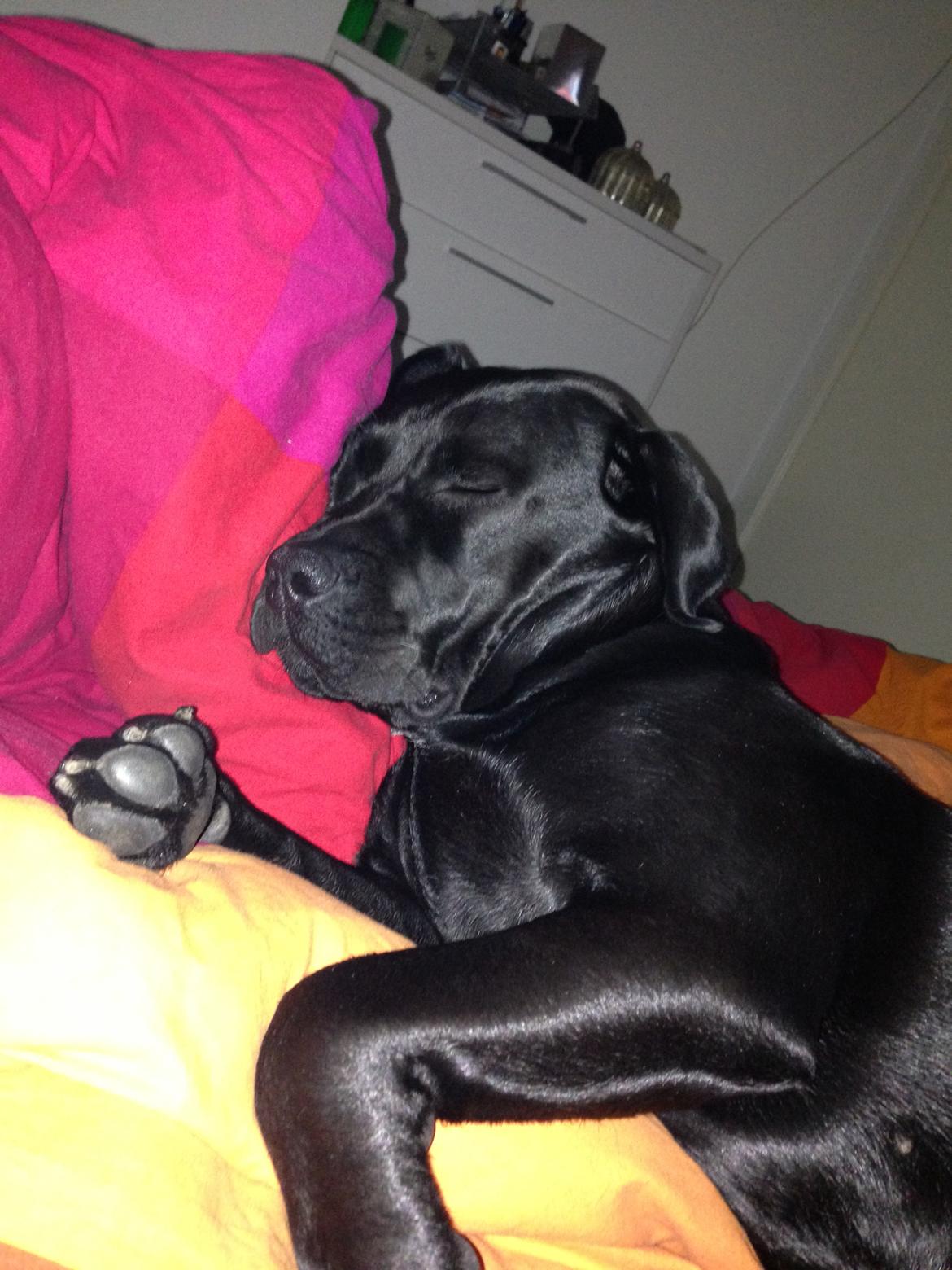 Olde english bulldogge Sativa billede 6