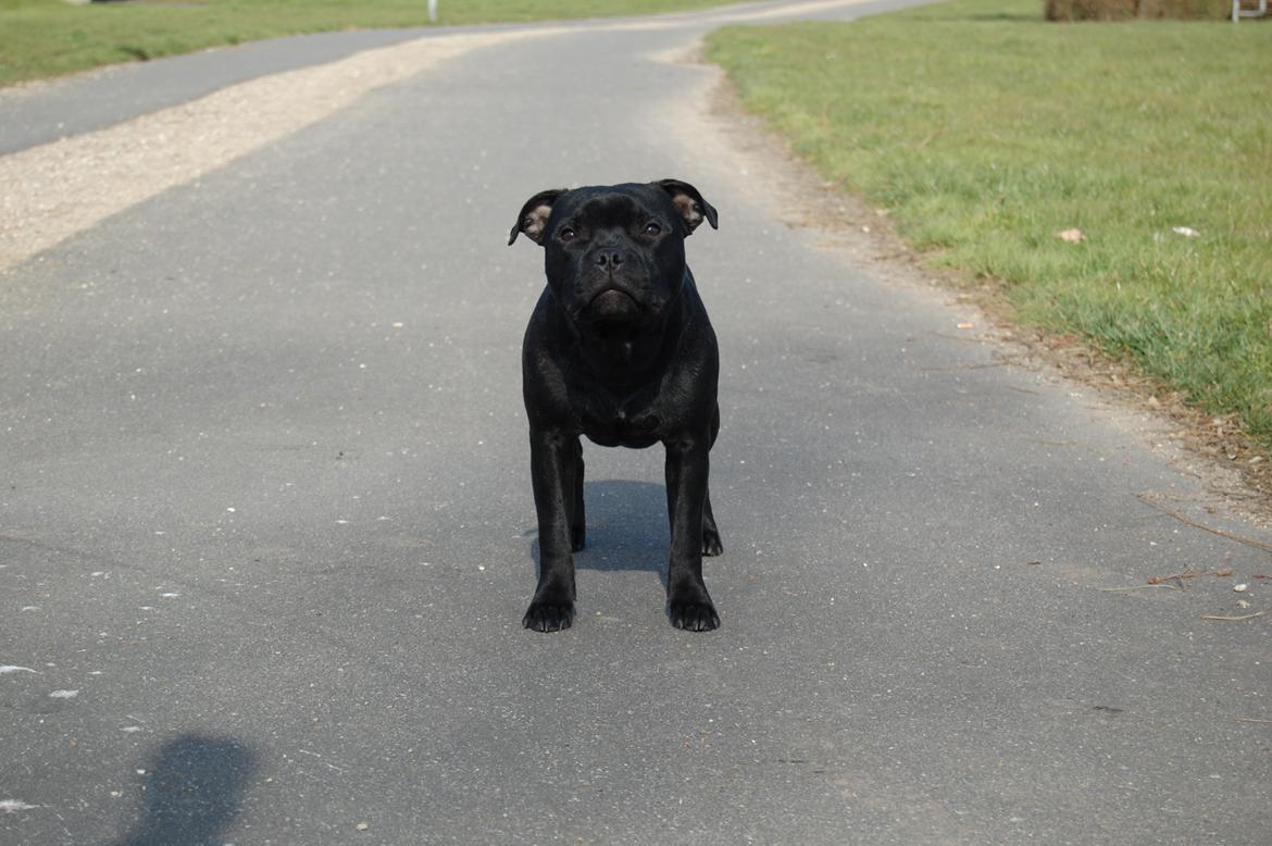 Staffordshire bull terrier Kida - Marts 2020 billede 36