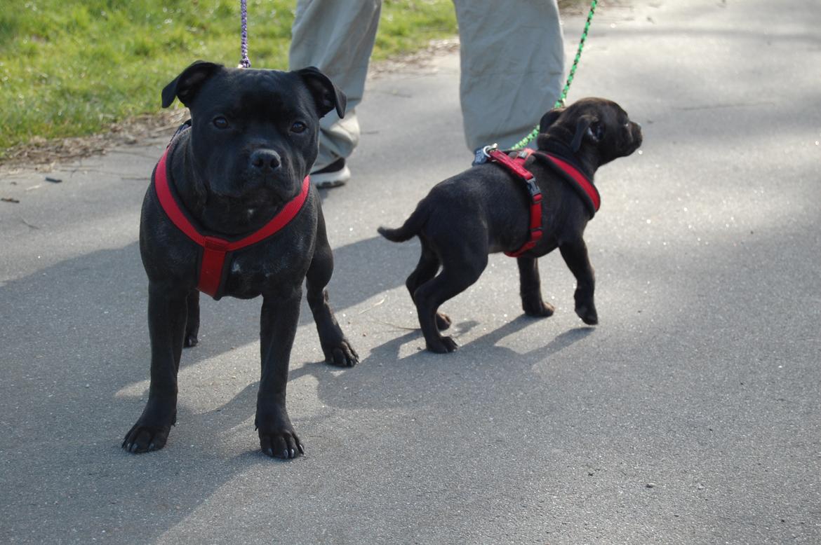 Staffordshire bull terrier Kida - Har lillebror med på tur  billede 37