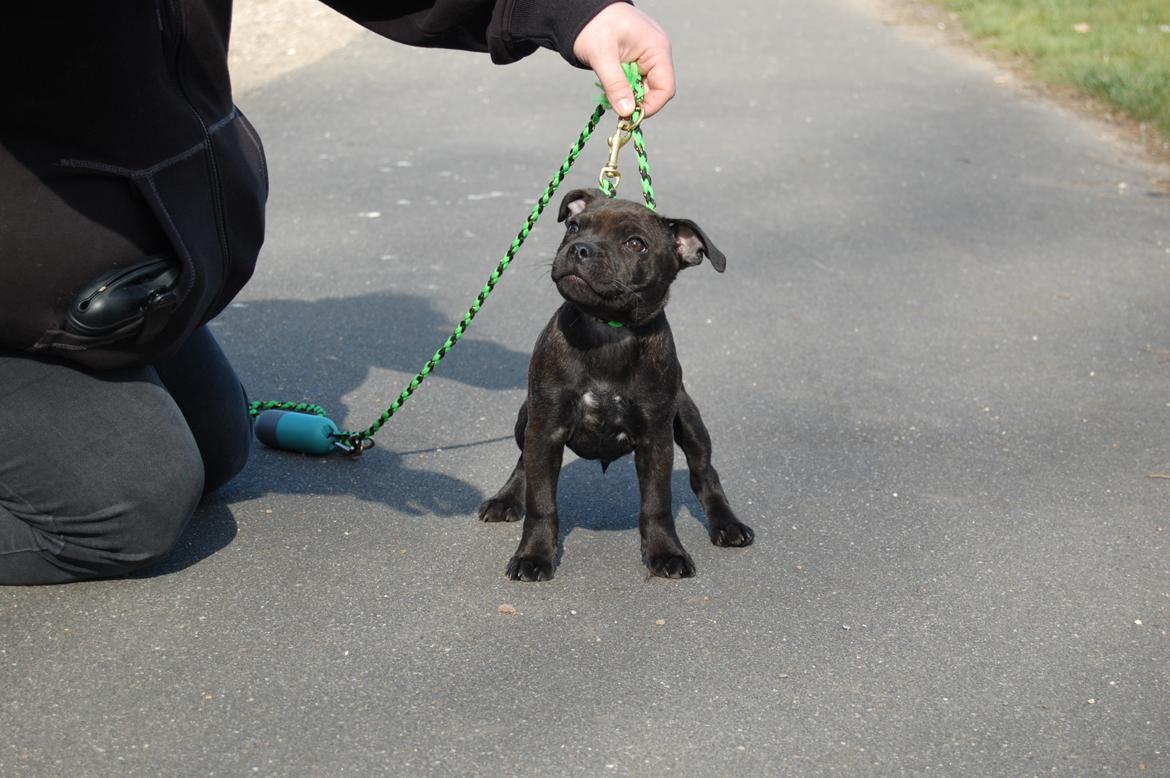 Staffordshire bull terrier Precious staff´s Be a x-mas Light // Vito - Påbegyndt træning, men ikke helt optimalt med manglende ringtræning grundet Corona har lukket alt ned billede 21