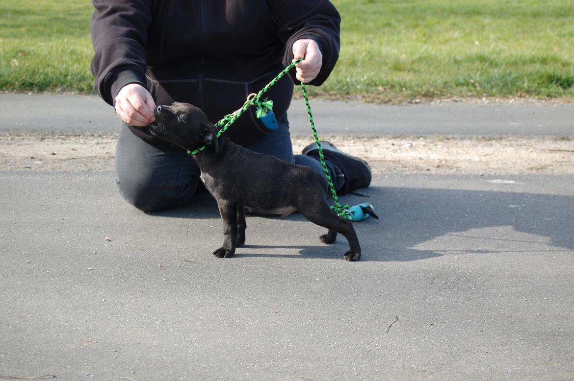 Staffordshire bull terrier Precious staff´s Be a x-mas Light // Vito billede 23