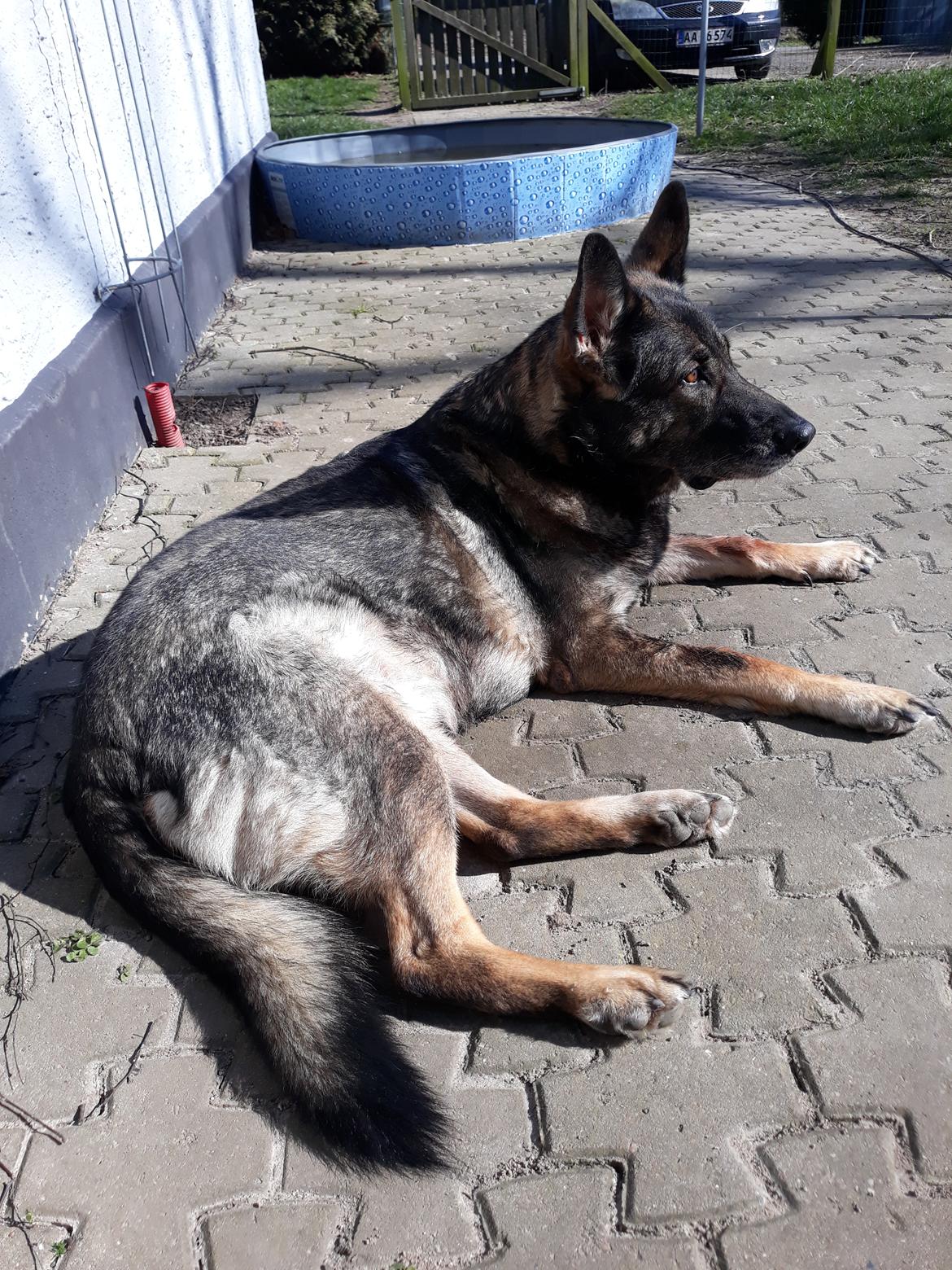 Schæferhund Sportshund Gipsi. (Gipsi). billede 2