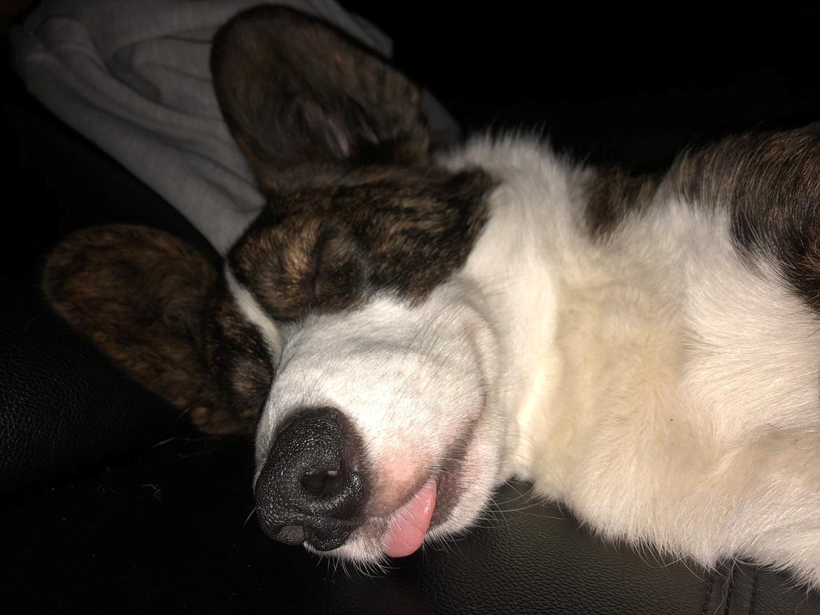 Welsh corgi cardigan Charlie billede 4