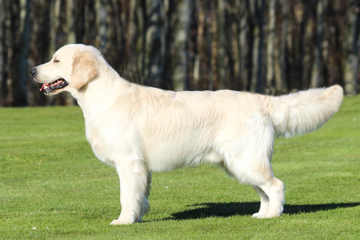 Golden retriever DKCH(U) DKJUCH Manhattan V.D. Corner Brook - Manhattan v.d. Corner Brook 16 mdr billede 41