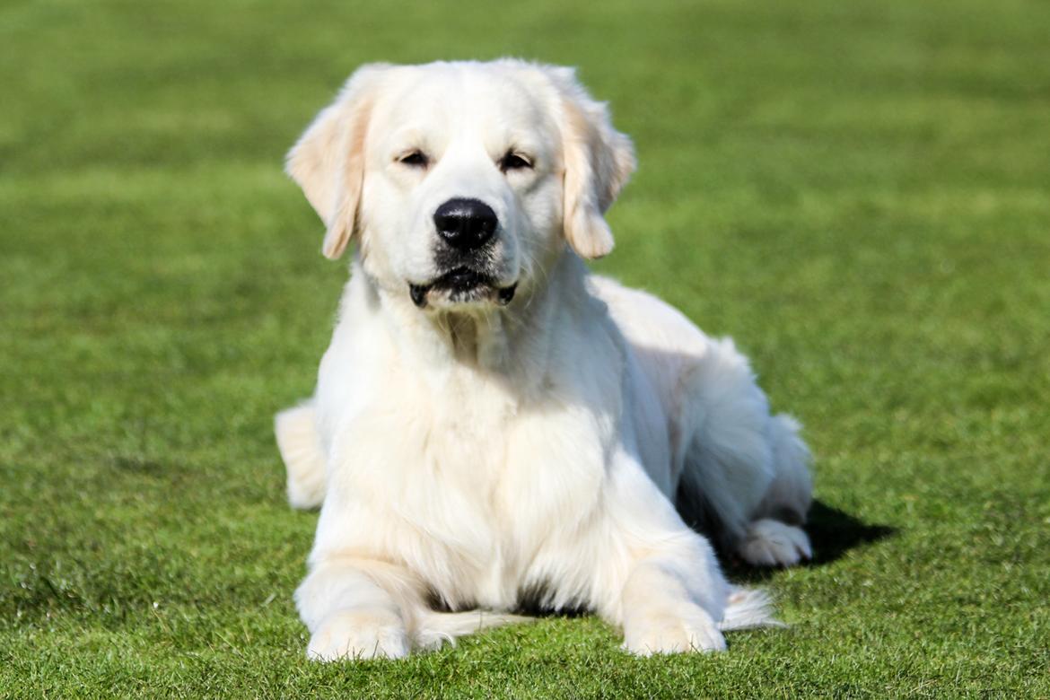 Golden retriever DKCH(U) DKJUCH DEVDHCH Manhattan V.D. Corner Brook - Manhattan v.d. Corner Brook 16 mdr billede 40