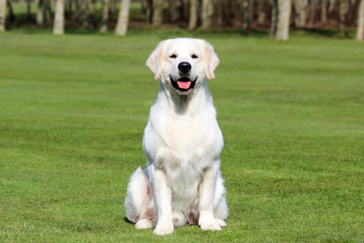 Golden retriever DKJUCH Manhattan V.D. Corner Brook - Manhattan v.d. Corner Brook 16 mdr billede 41