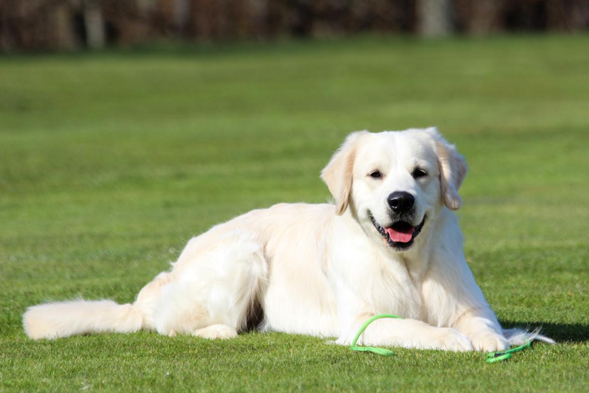 Golden retriever DKCH(U) DKJUCH DEVDHCH Manhattan V.D. Corner Brook - Manhattan v.d. Corner Brook 16 mdr billede 42