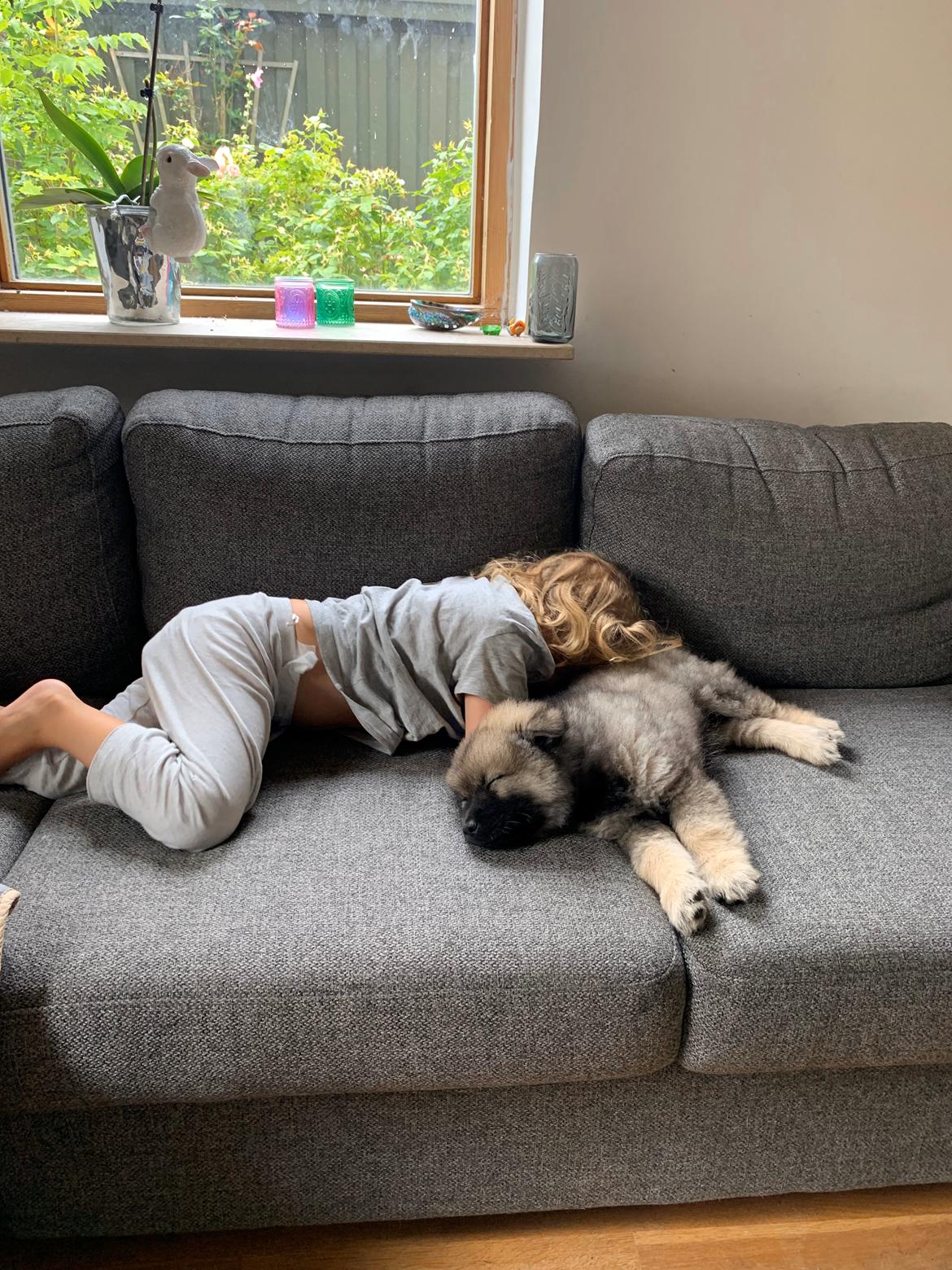 Eurasier Zelda billede 5