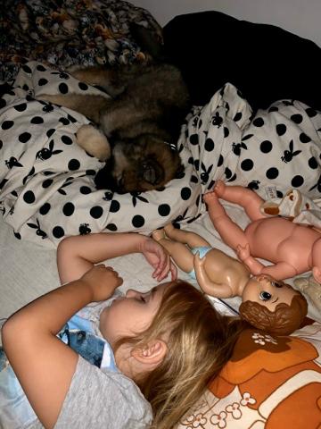 Eurasier Zelda billede 7