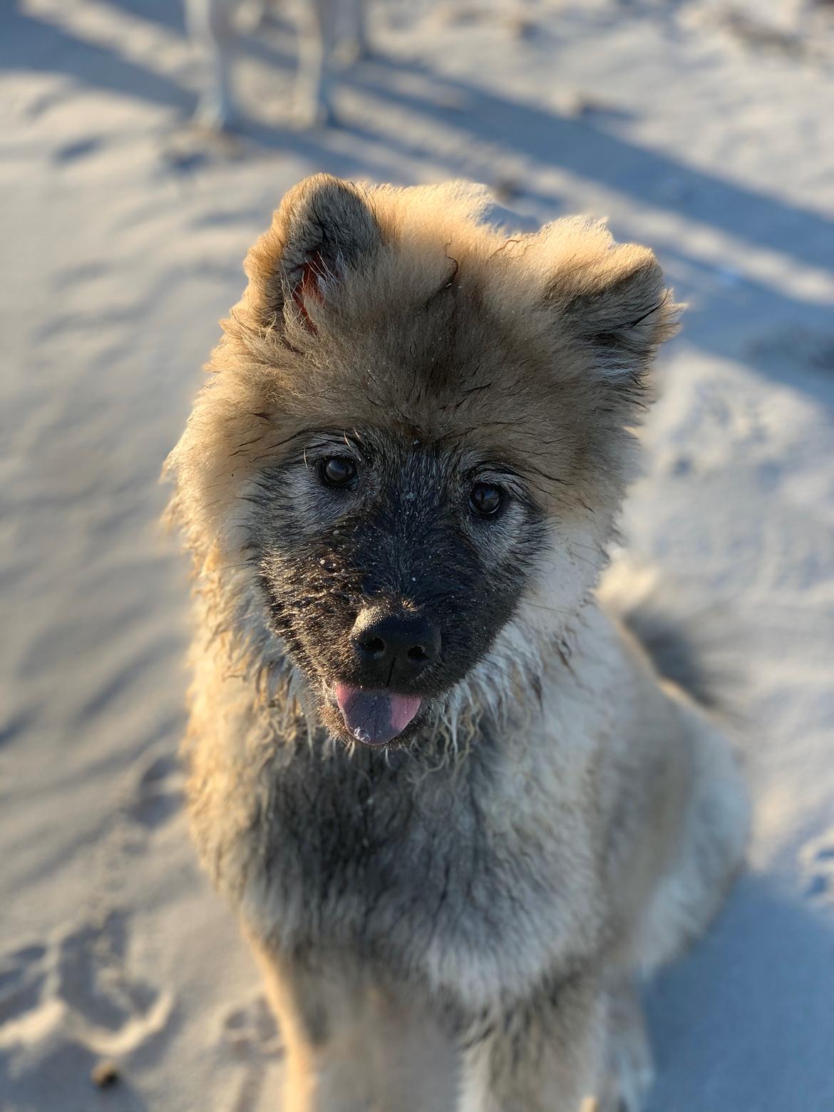 Eurasier Zelda billede 15