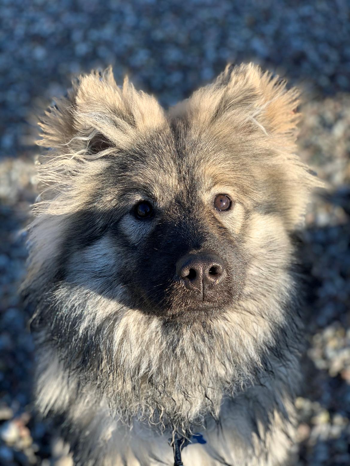 Eurasier Zelda billede 20