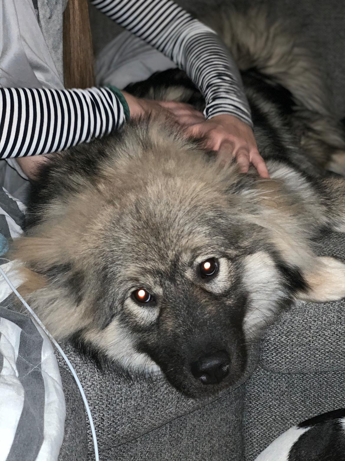 Eurasier Zelda billede 21