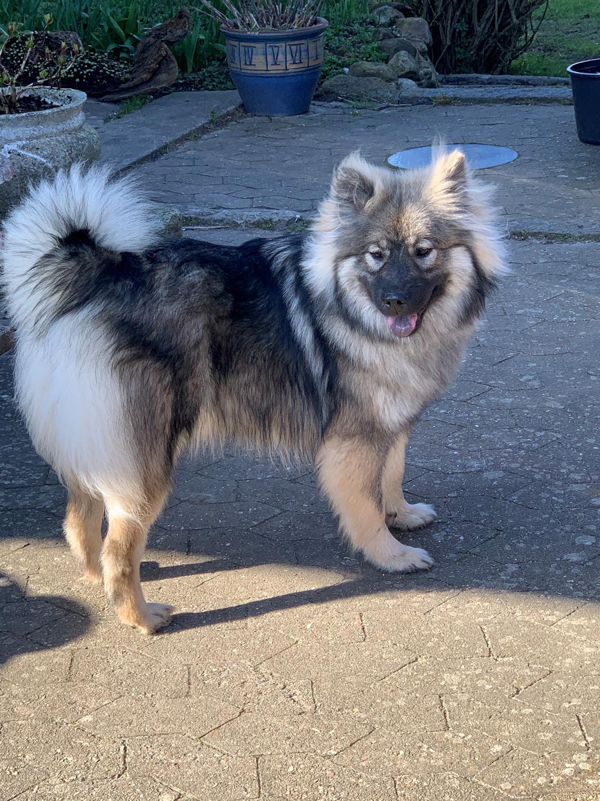 Eurasier Zelda billede 23