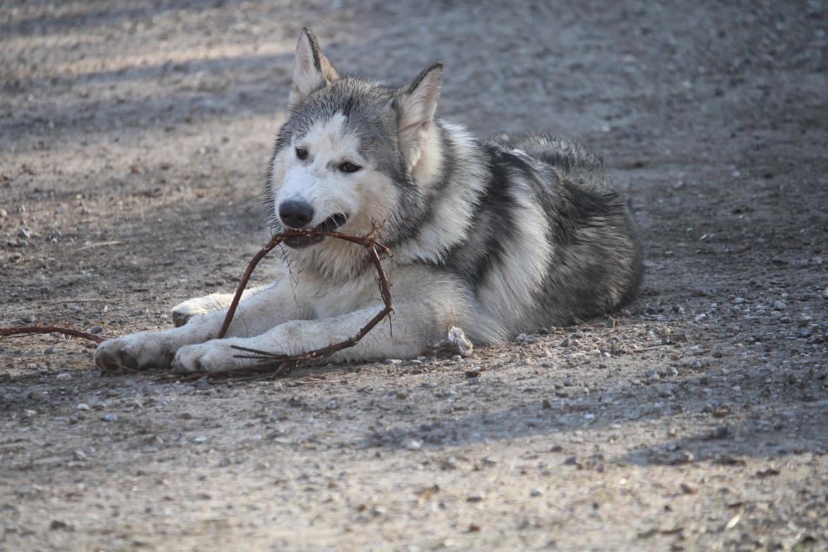 Blanding af racer Aslan billede 3