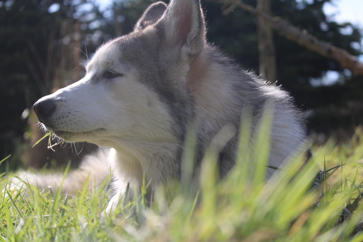 Blanding af racer Aslan billede 8