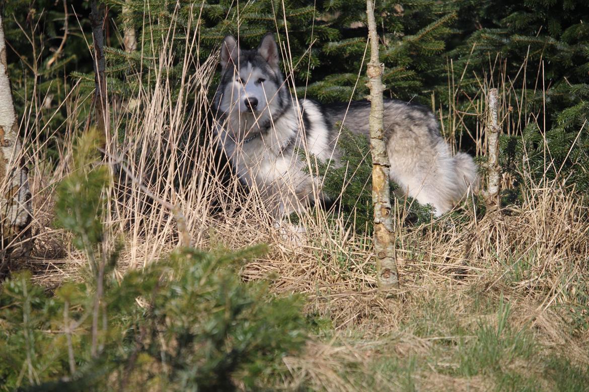 Blanding af racer Aslan billede 10