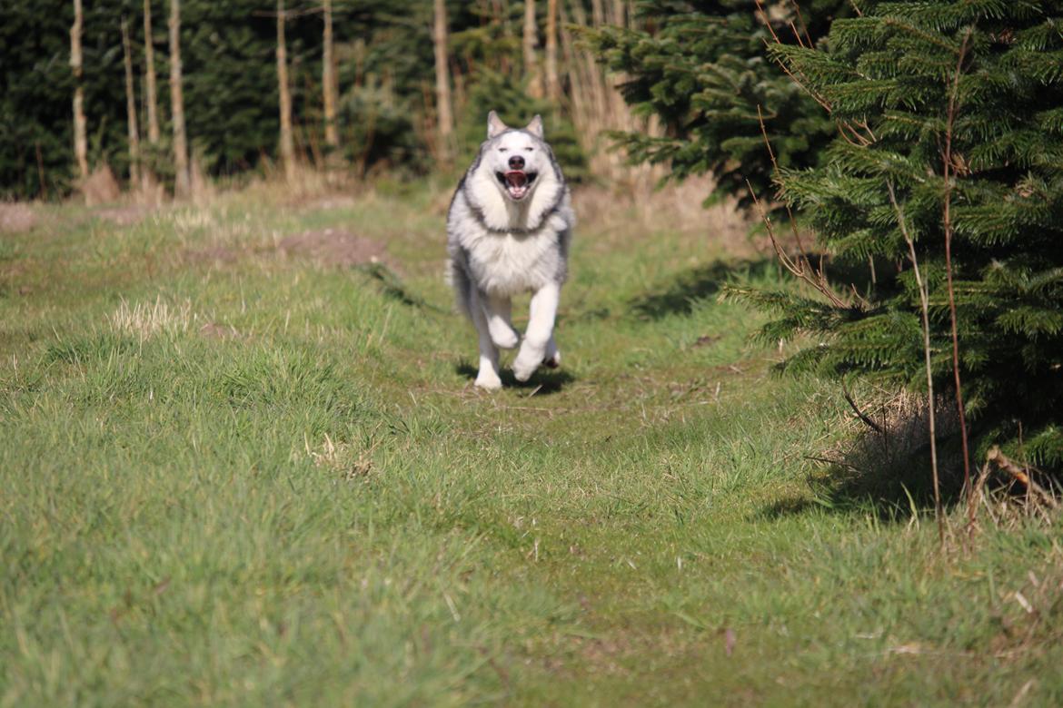 Blanding af racer Aslan billede 11