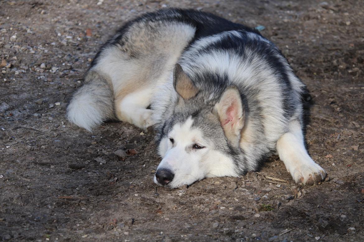 Blanding af racer Aslan billede 13