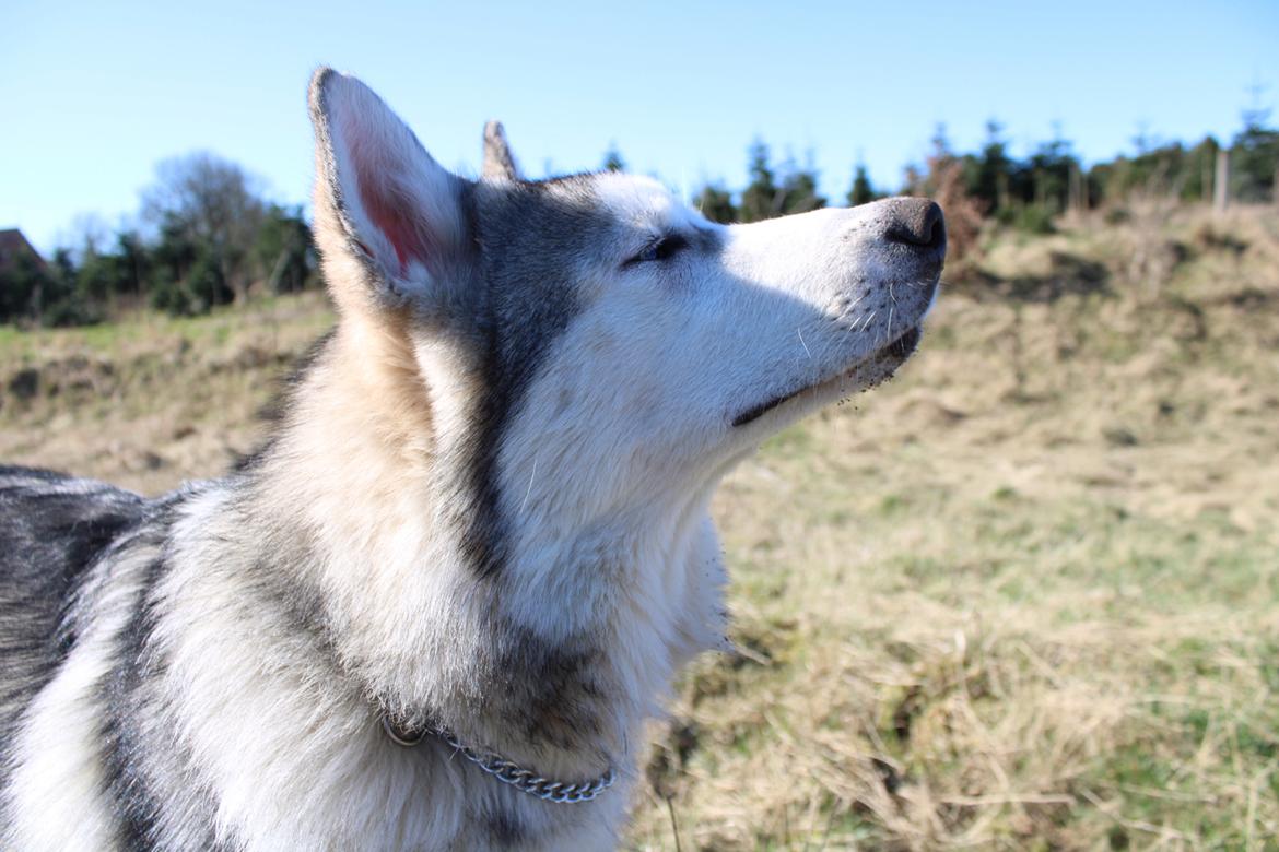 Blanding af racer Aslan billede 14