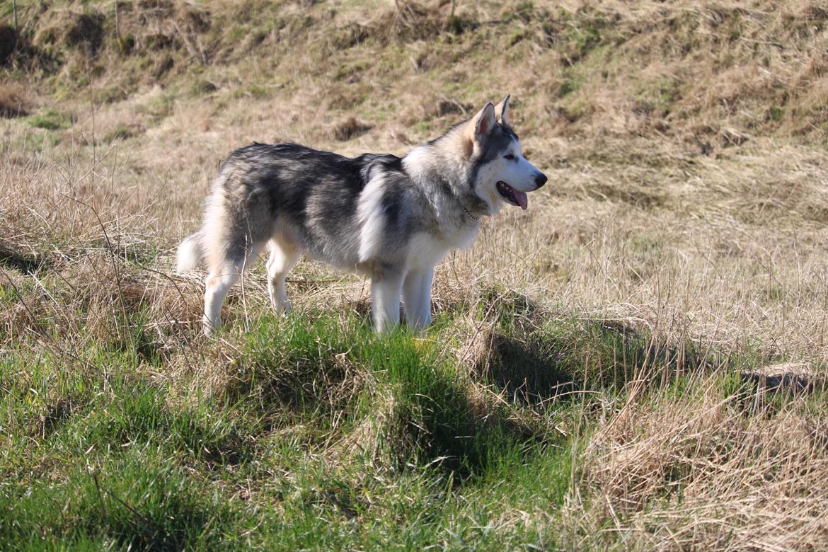 Blanding af racer Aslan billede 16