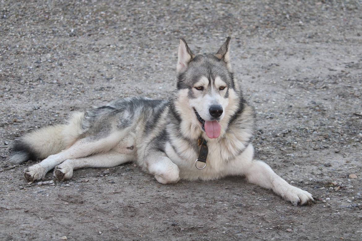 Alaskan malamute Balto billede 1