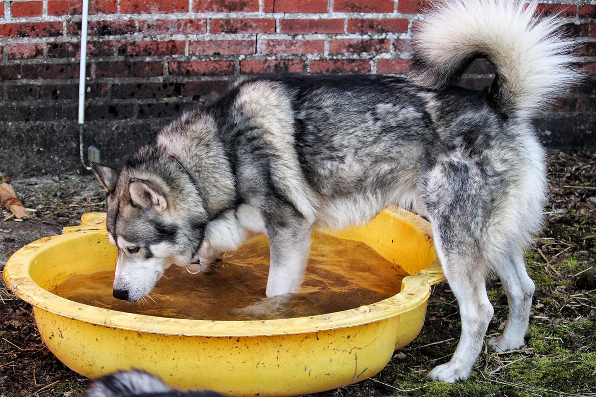 Alaskan malamute Balto billede 4