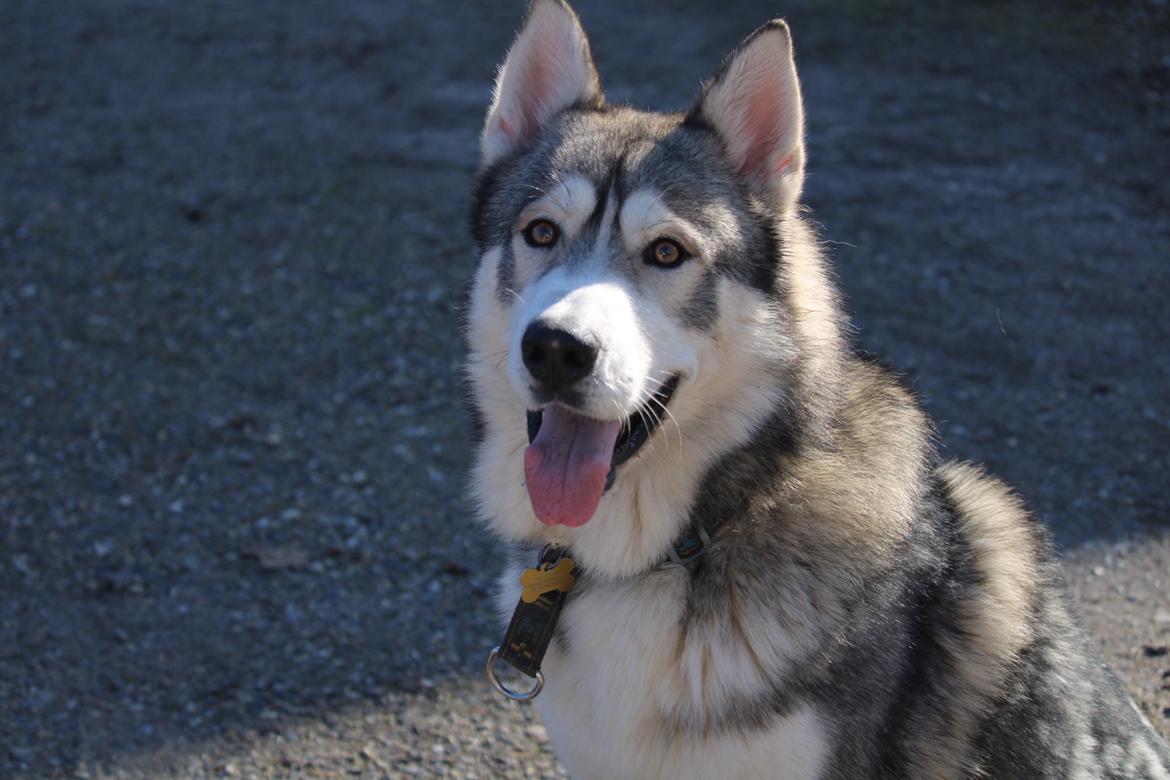 Alaskan malamute Balto billede 7