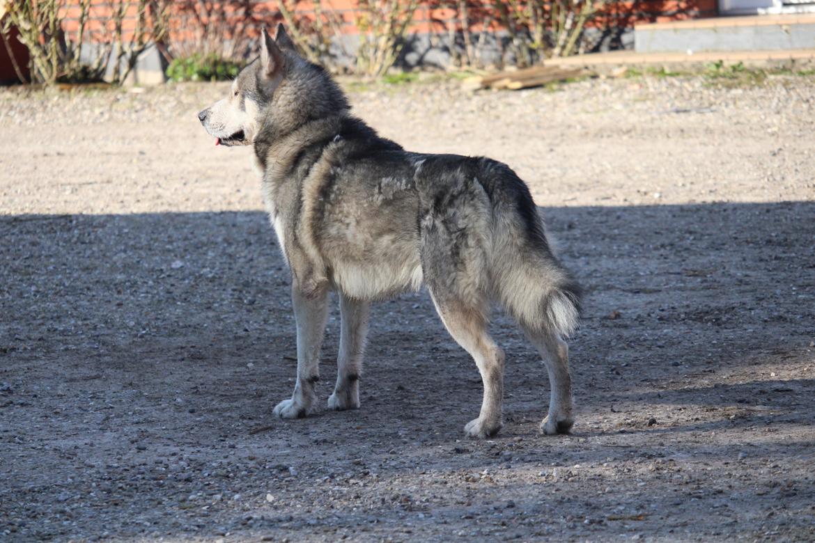 Alaskan malamute Balto billede 5