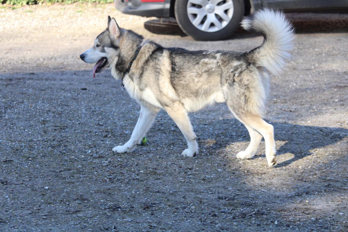 Alaskan malamute Balto billede 8