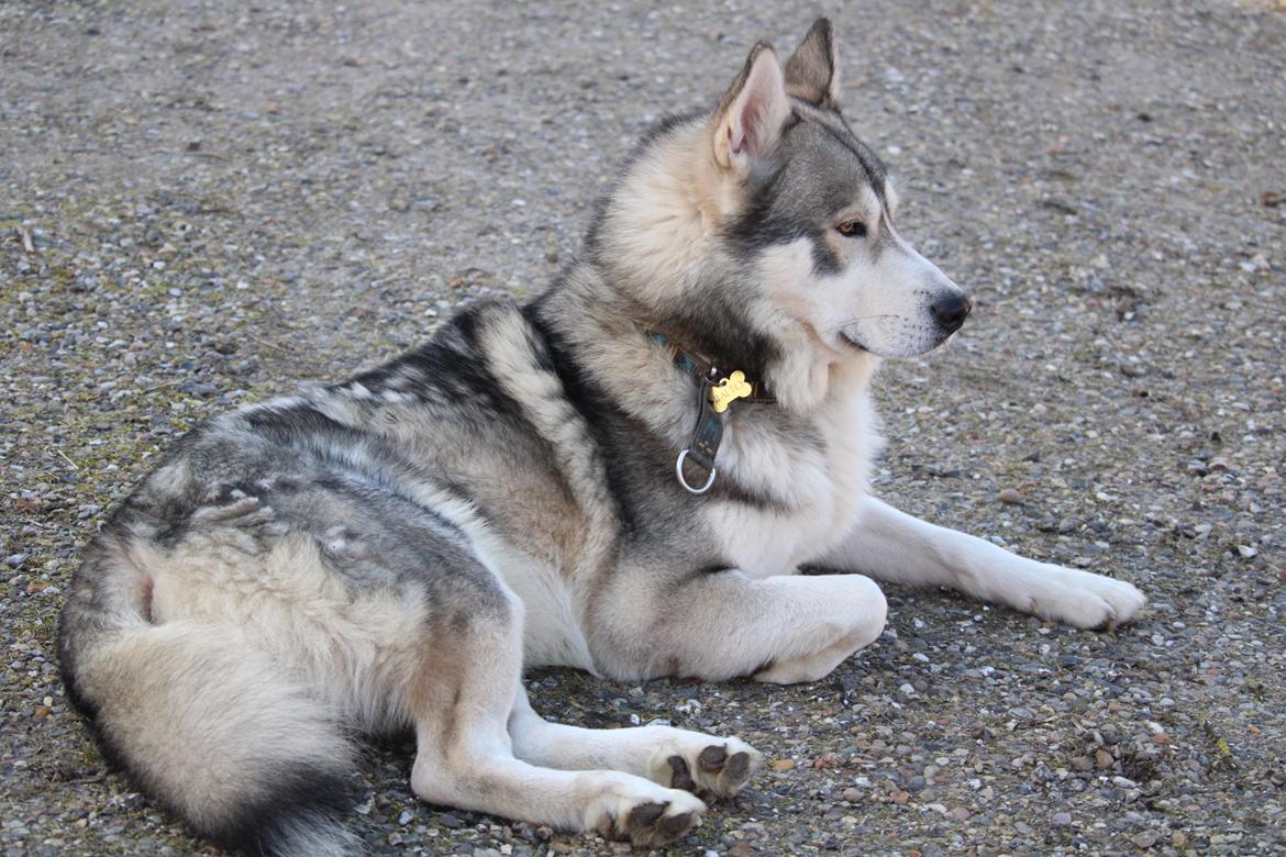 Alaskan malamute Balto billede 9